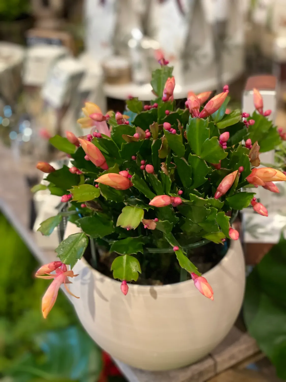 Zygo Christmas Cactus in Pot - 2"