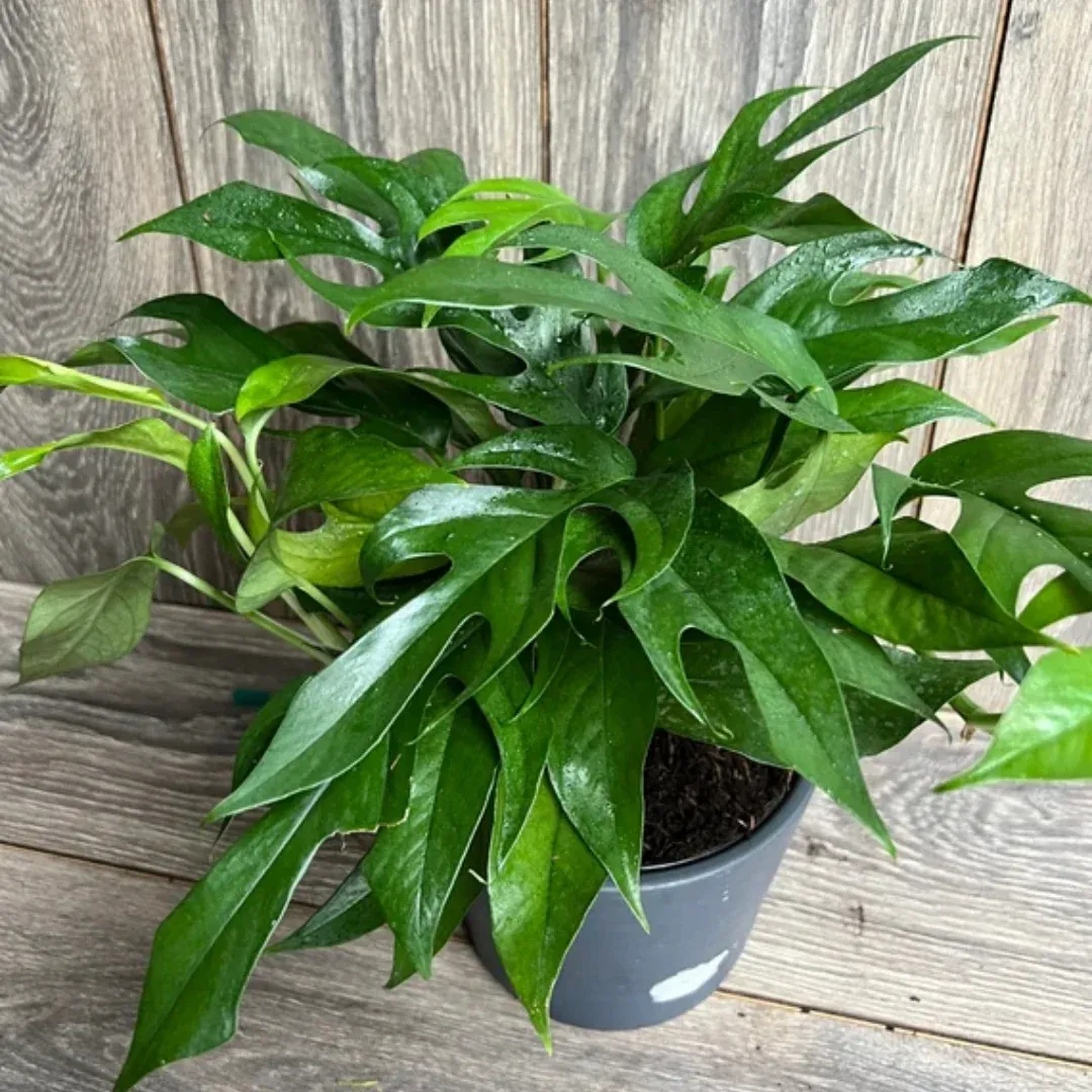 Baltic Blue Pothos - 4"