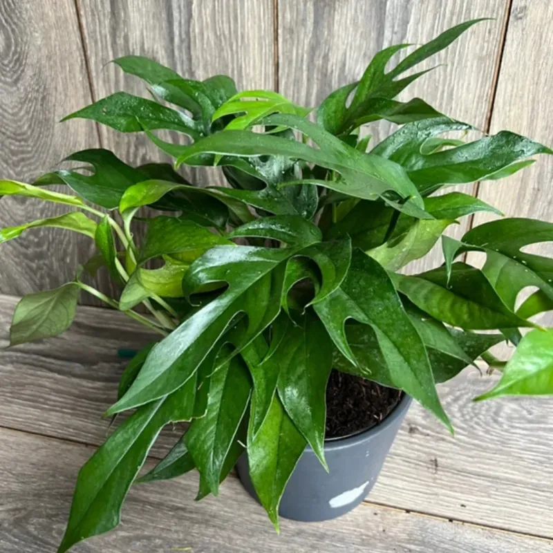 Baltic Blue Pothos - 4"