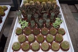 Cactus &amp; Succulent Mix - 1.5"