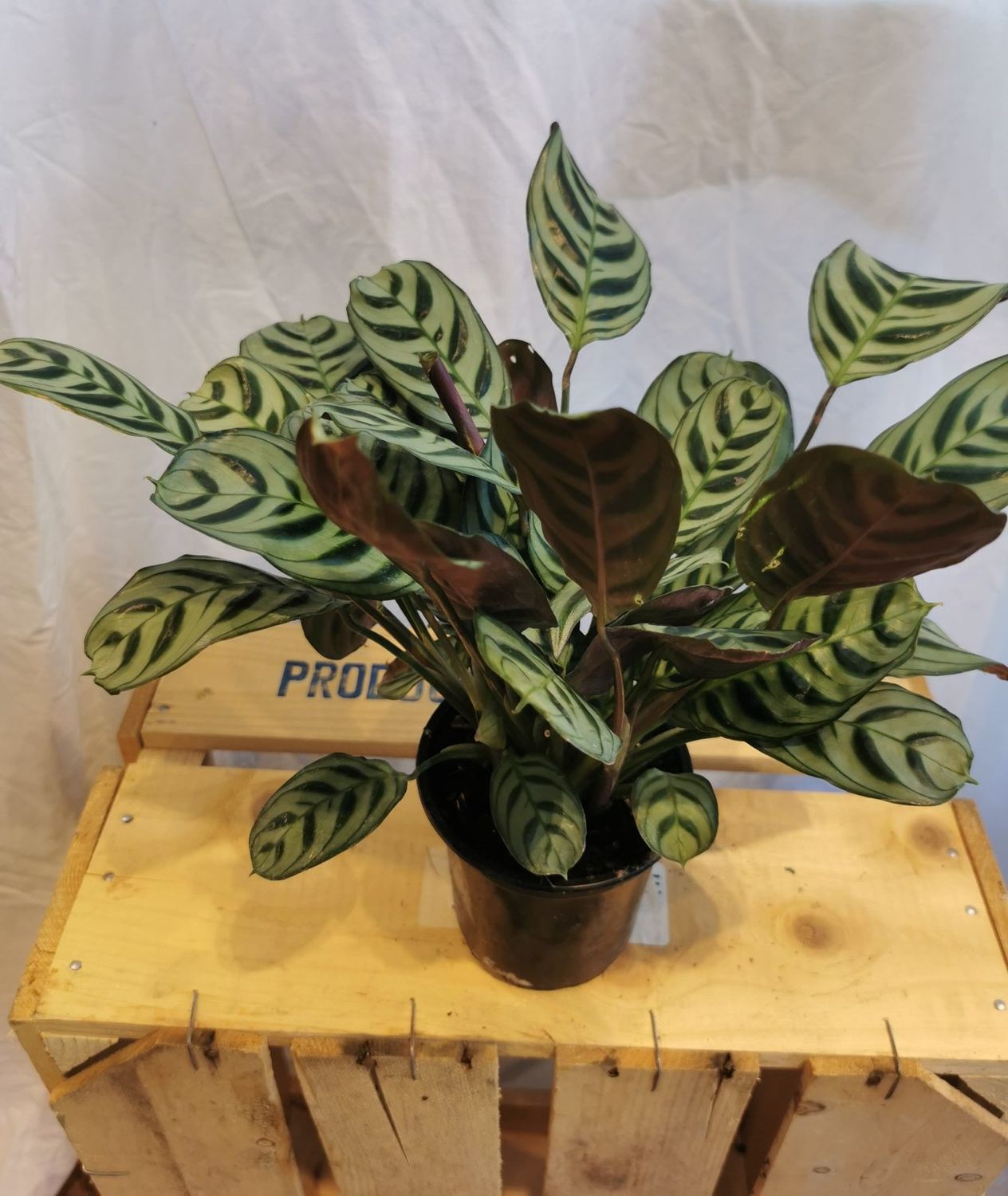 Calathea Burle Marx - 4"