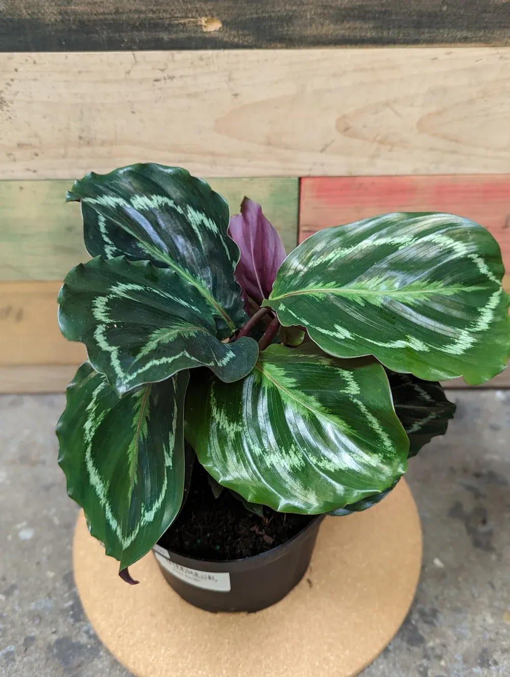 Calathea Medallion - 6"