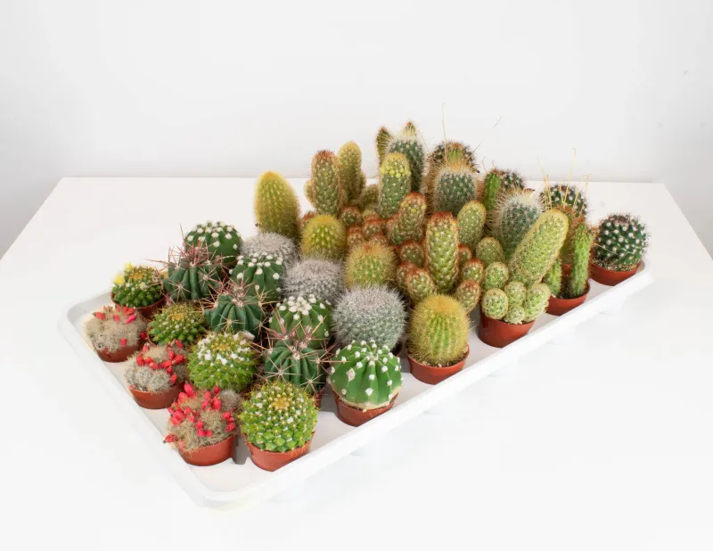 Cactus Assorted - 2.25"