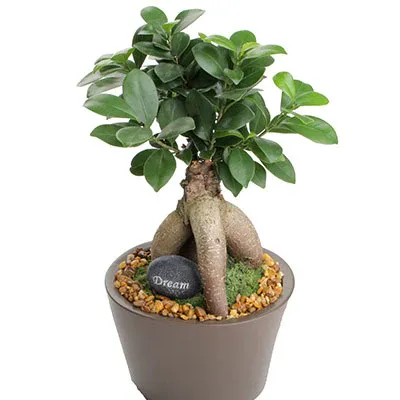 Bonsai Assorted - 5"