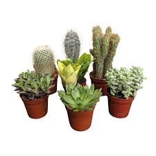 Cactus Assorted - 3.25"