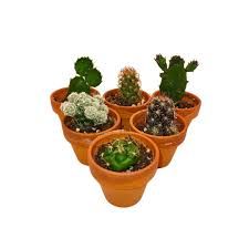 Cactus Assortment - 1.5"