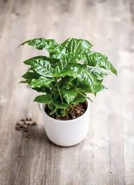 Coffee Plant - 6"