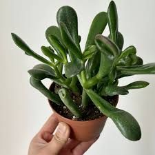 Crassula - 3.5"