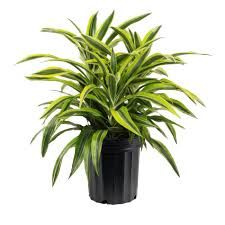 Dracaena - Lemon Lime - 4"