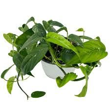 Epipremnum Albo - 6" HB