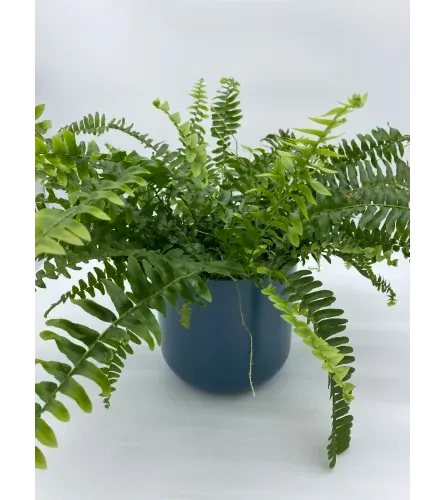 Fern - 6"