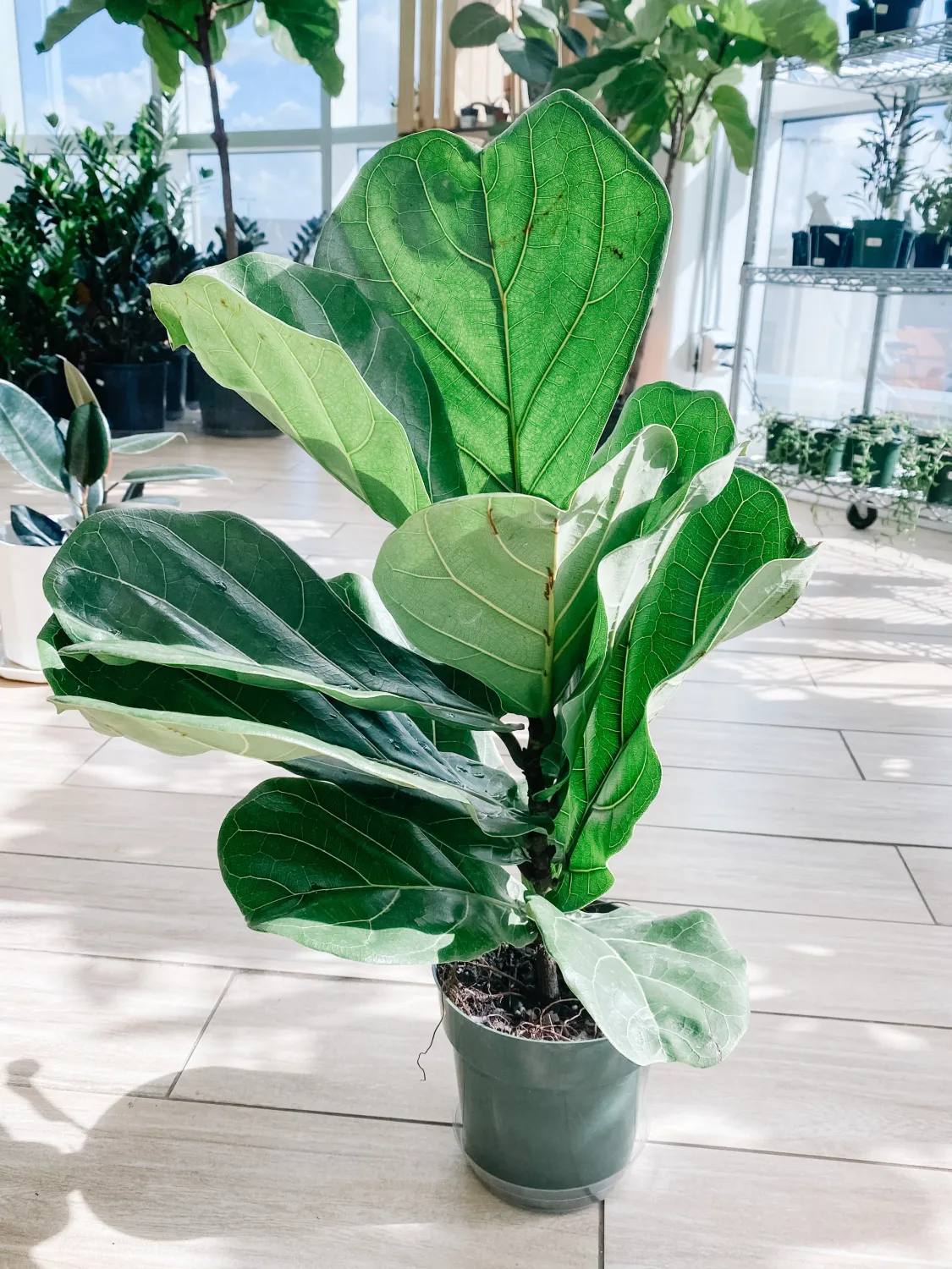 Ficus - Fiddle Leaf Fig - 4"