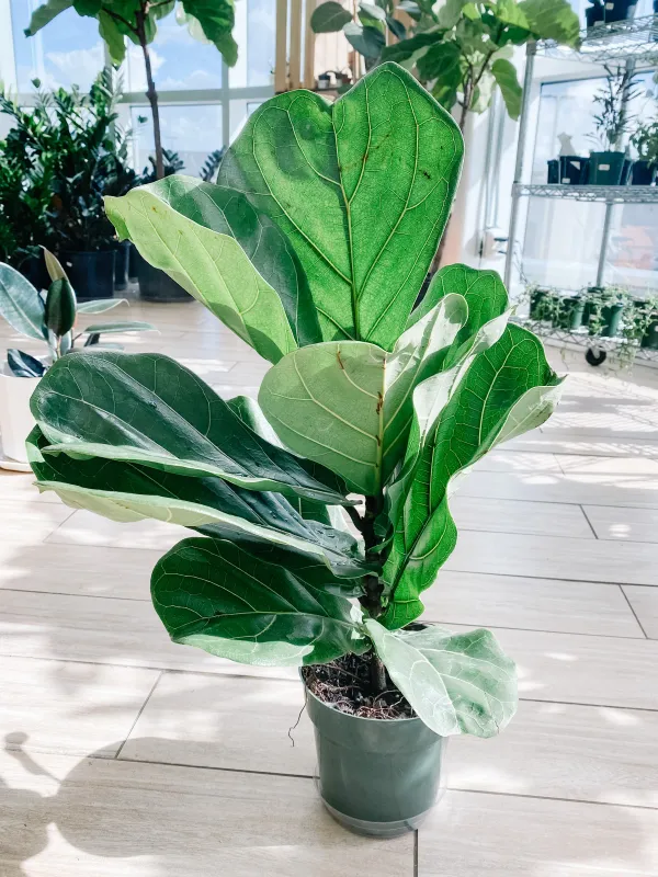 Ficus - Fiddle Leaf Fig - 4"