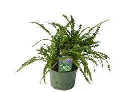 Lemon Button Fern HB - 6"