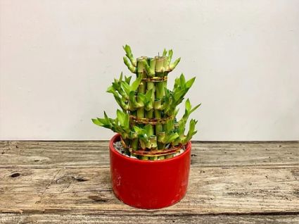 Lucky Bamboo- 3 Tier- 4"