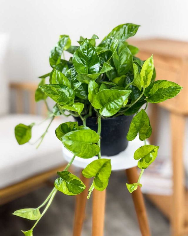 Pothos Global Green - 6"