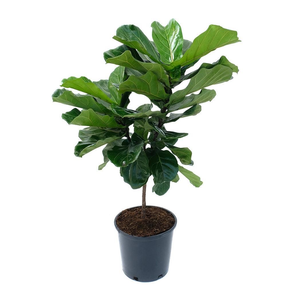 Ficus - Lyrata Standard - 14"
