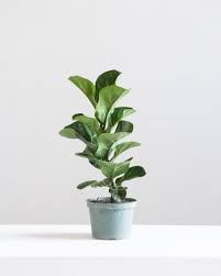 Ficus Lyrata Bambino - 6"