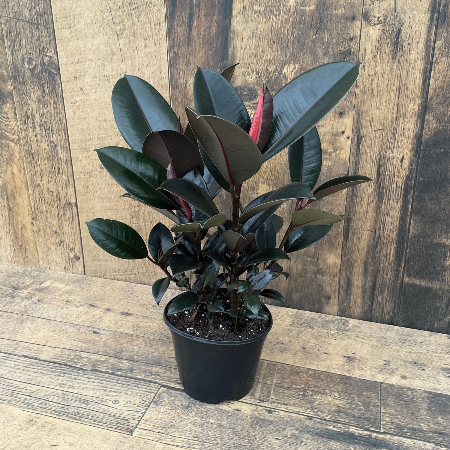 Ficus Rubber Plant 6"