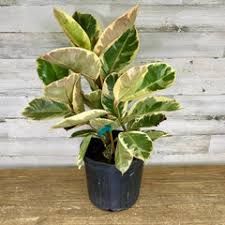Ficus Tinieke Standard Twist - 10"