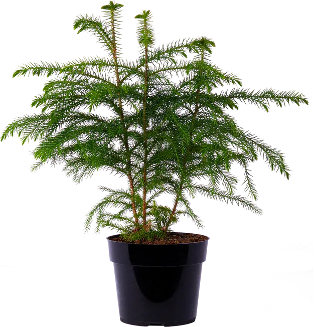 Norfolk Island Pine - 6"