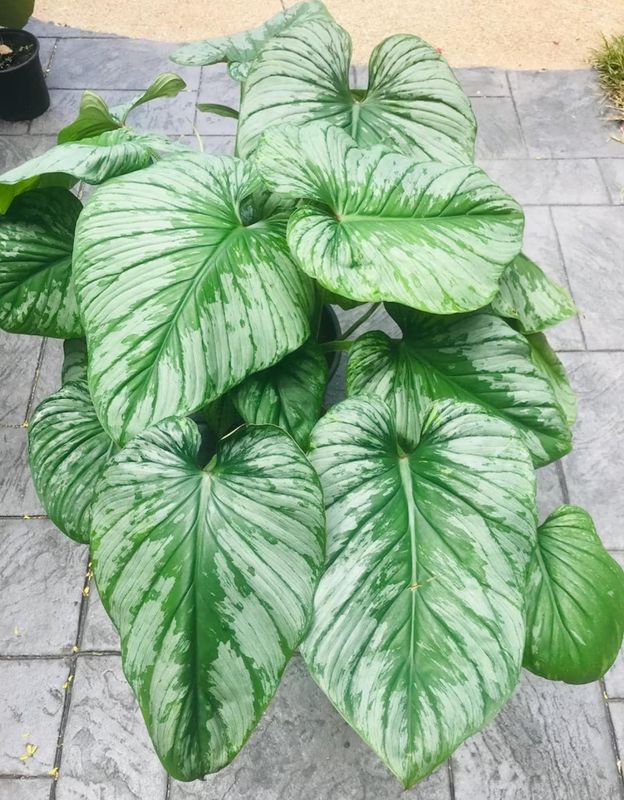 Philodendron Pastazanum Silver - 4"