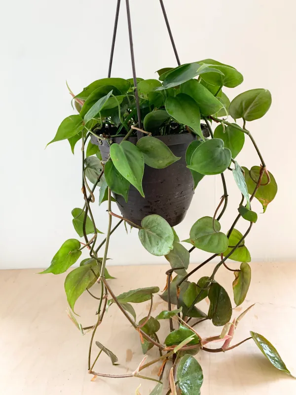 Philodendron Cordatum HB - 10"