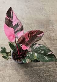 Philodendron Pink Princess Marble - 4"