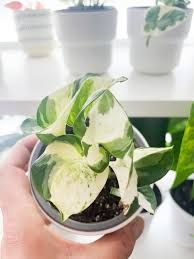 Pothos Manjula - 4"