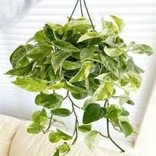 Pothos Marble Queen HB - 6"