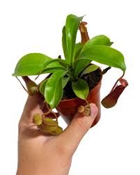 Nepenthes Alata HB (Pitcher Plant) - 8"