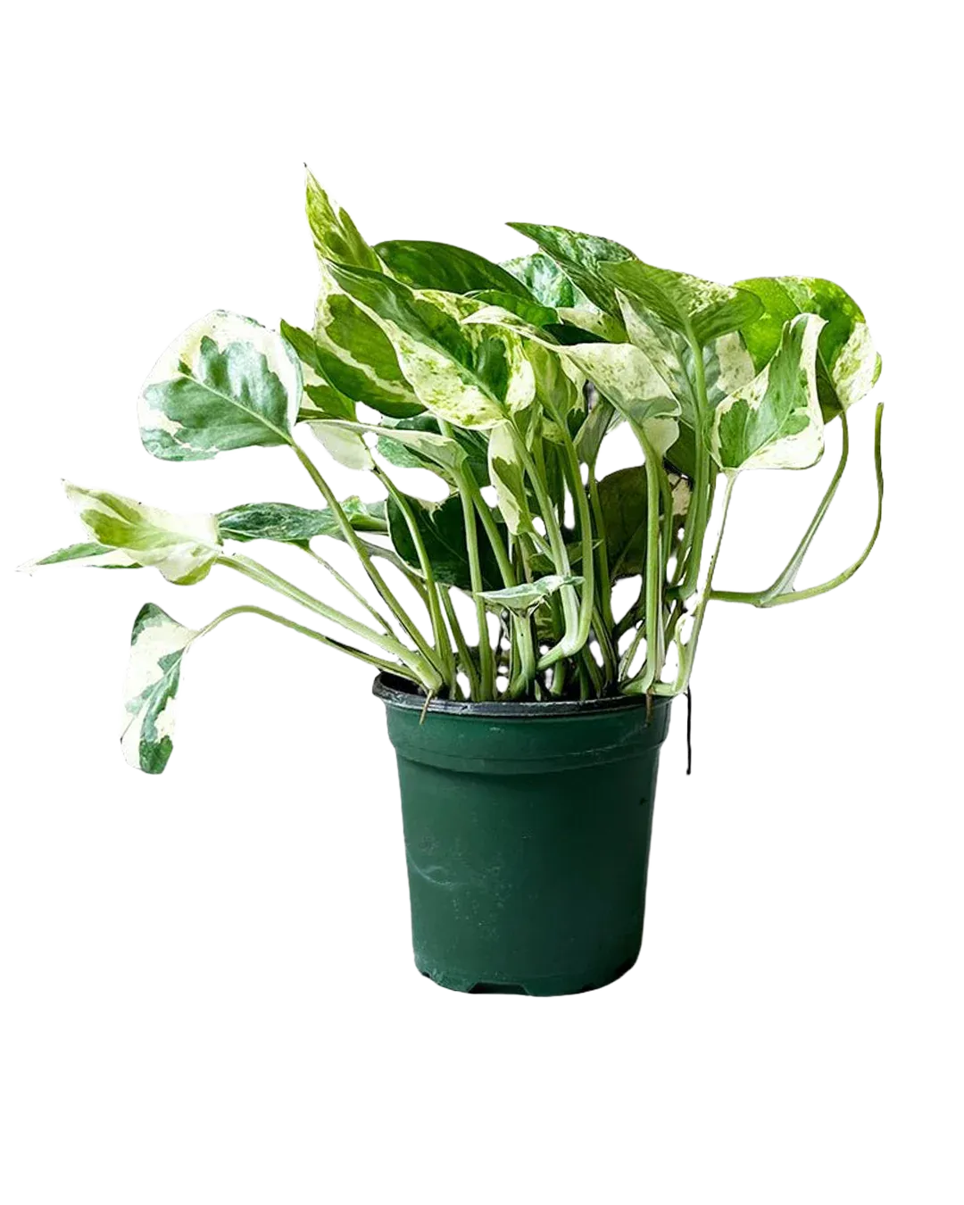 Pearls and Jade Pothos - 4"