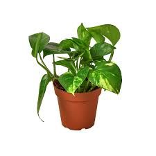 Pothos Golden - 4"