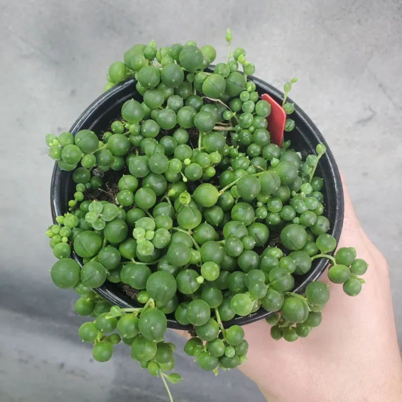 String of Pearls - 4''