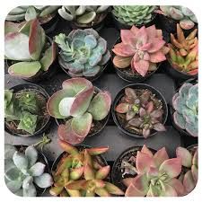Succulent Assorted - 2.5"