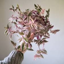 Tradescantia - Tricolour - 6"