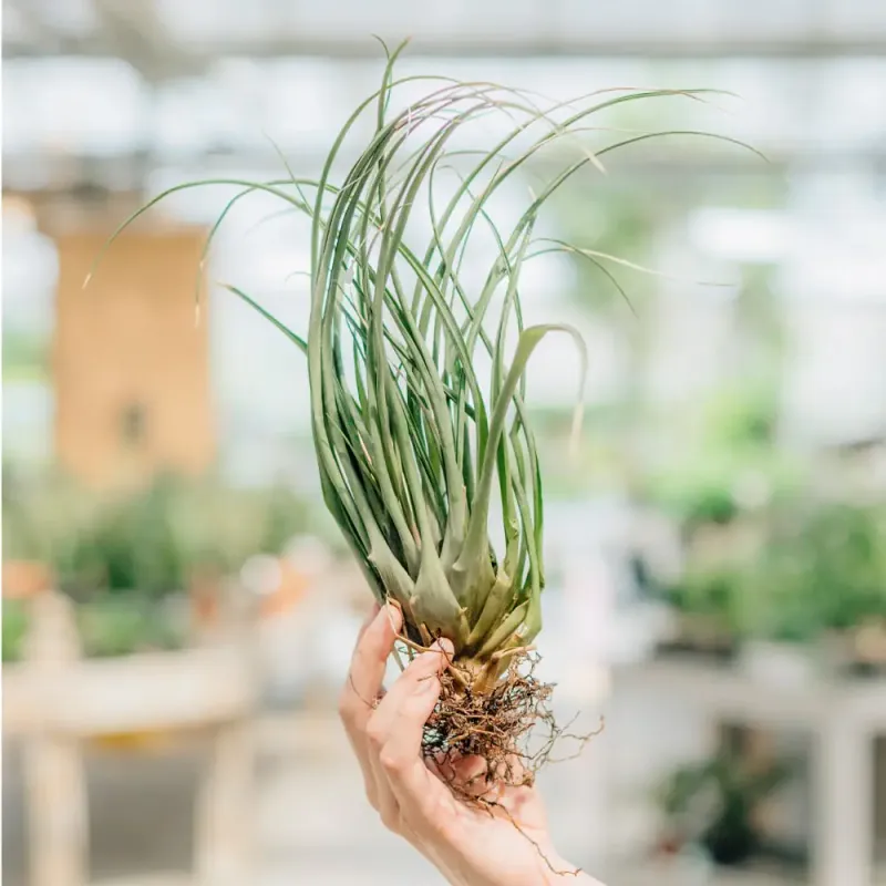 Tillandsia Large