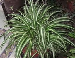 Spider Plant (Chlorophytum spp) Var HB - 6"