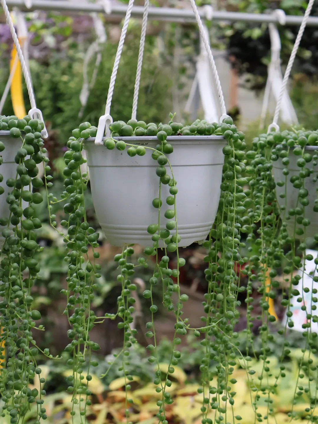 String of Pearls HB - 6"