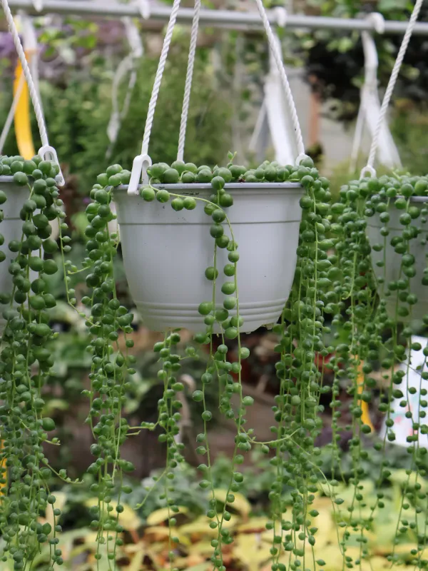 String of Pearls HB - 6"