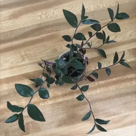 Tradescantia - Baby Bunny Bellies - 4"