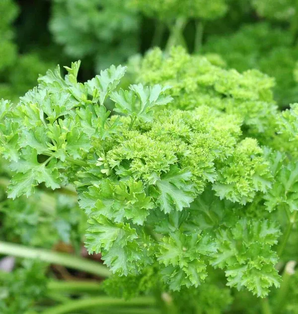 Forest Green Parsley Seeds 1865