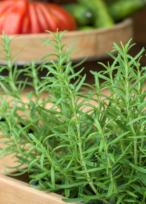 Rosemary Seeds 3090