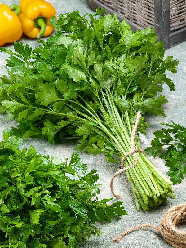 Italian Plain Leaved Parsley Seeds