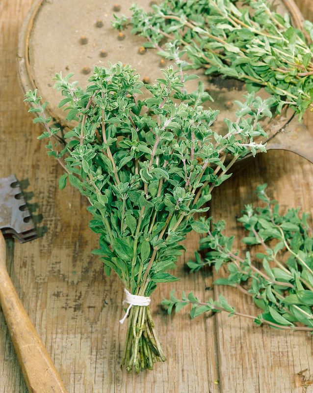 Sweet Marjoram Seeds 3145