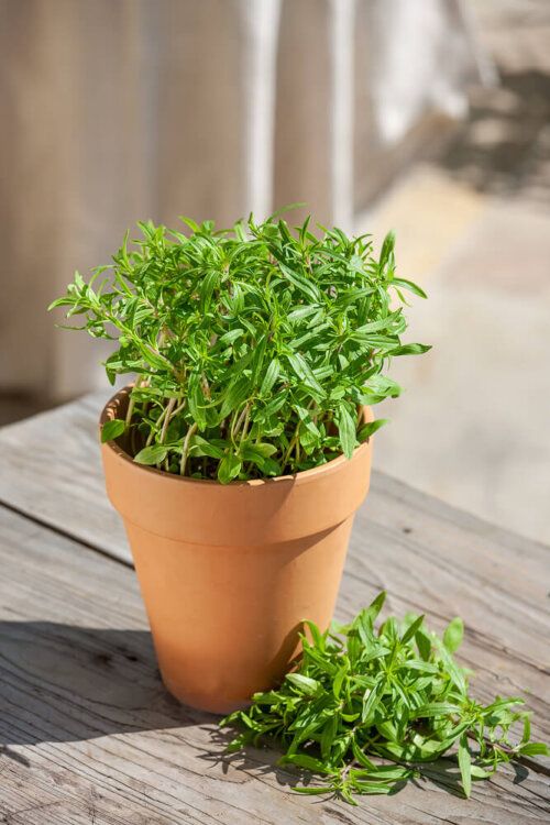 Summer Savory Seeds 3105