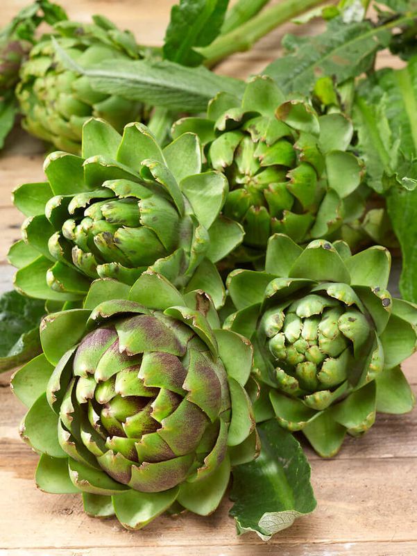 Green Globe Improved Artichoke Seeds 1105