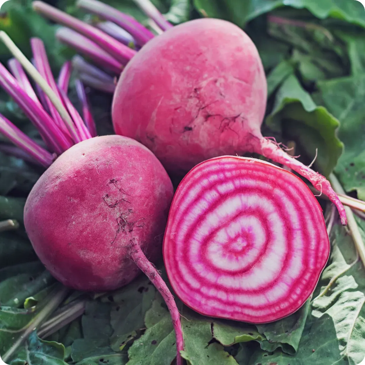 Chioggia Beet Seeds 1250