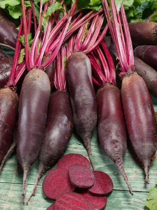 Cylindra Beet Seeds 1255