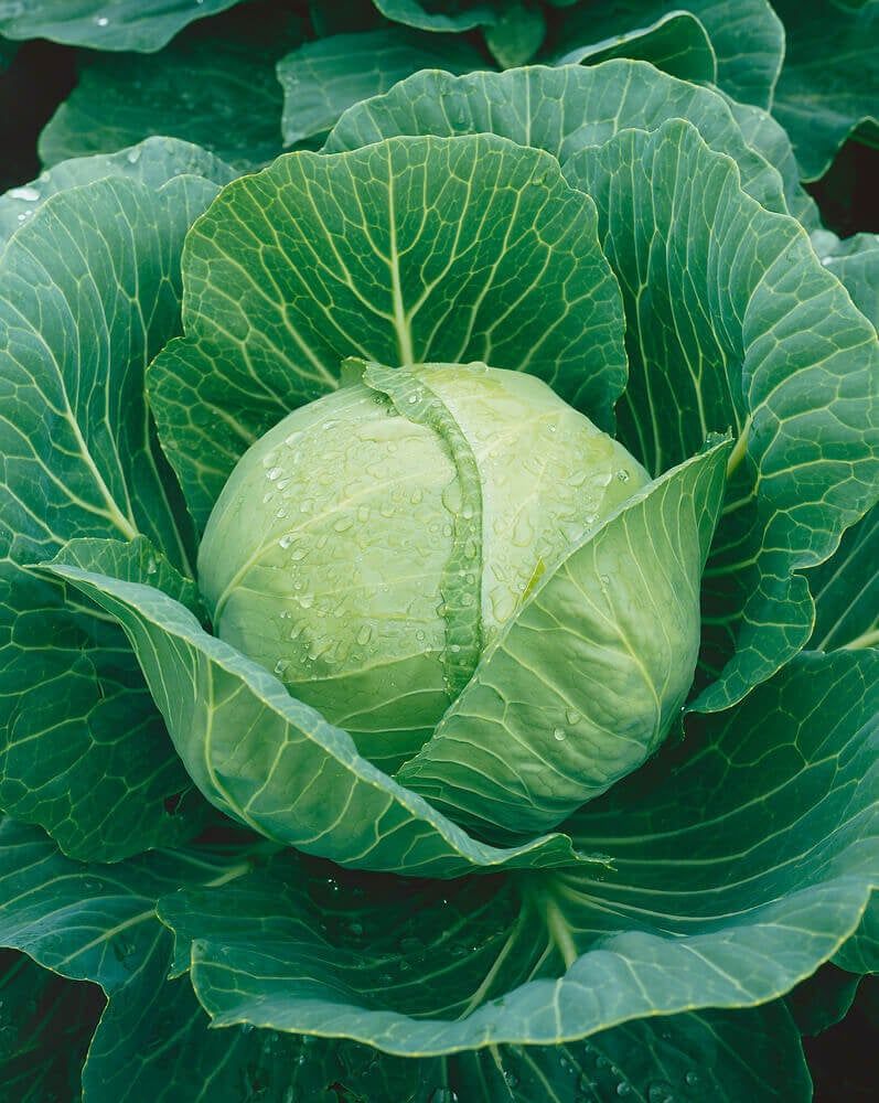 Golden Acre Cabbage Seeds 1315